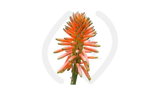 Aloe Arborescent