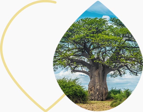Arbre baobab