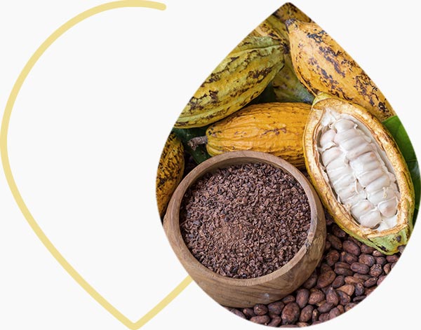 Cacao : fruits, fèves et poudre