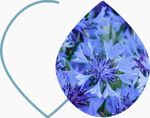 Fleurs de couleurs bleu