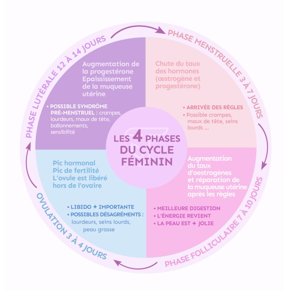 4 phases du cycle féminin