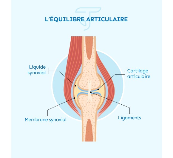 équilibre articulaire