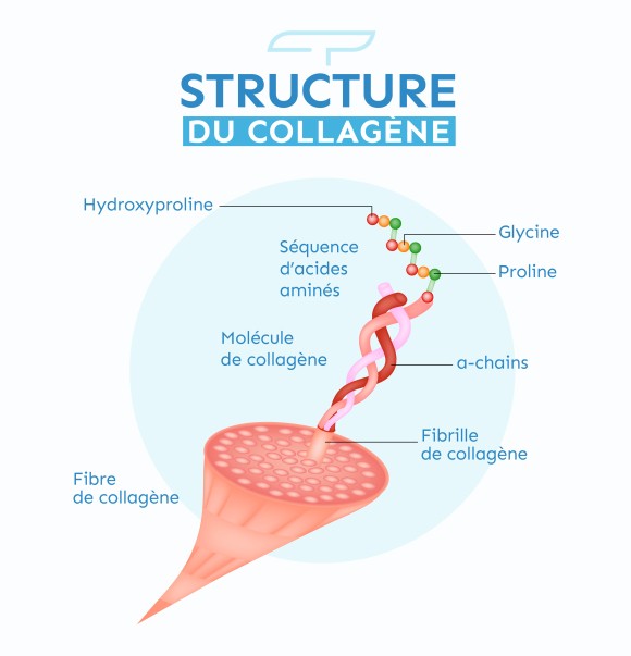 Structure du collagène et de la glycine Terravita