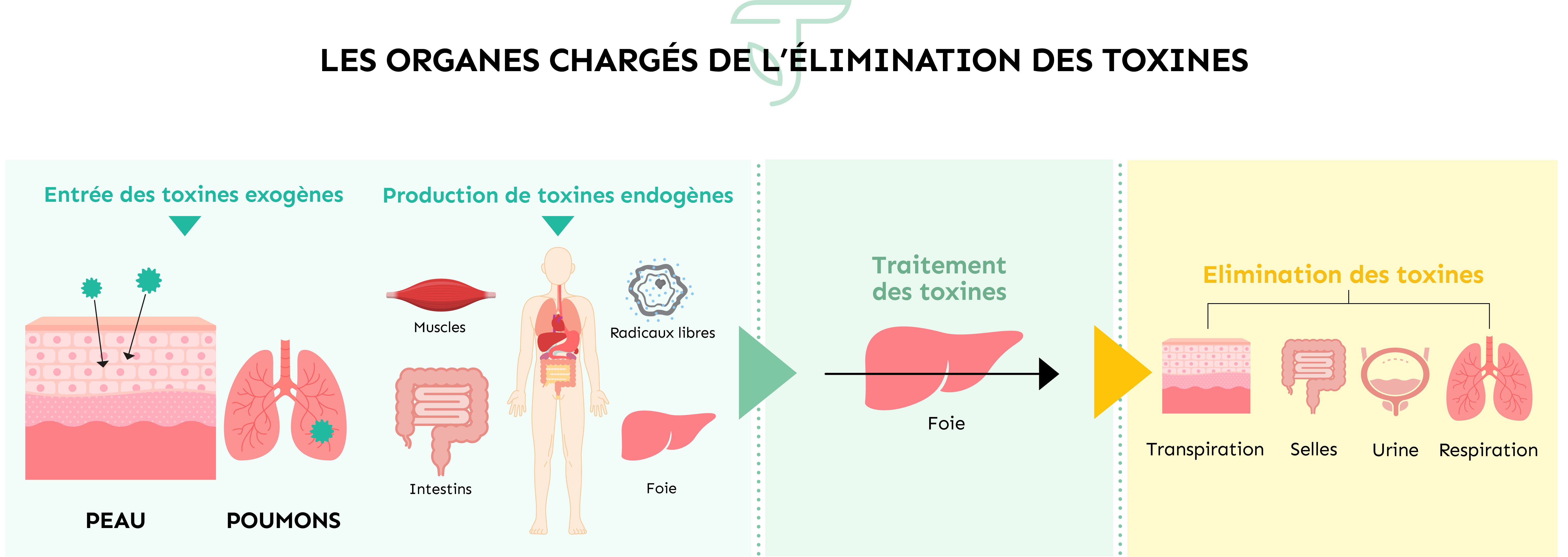 les organes émonctoires pour la détox Terravita