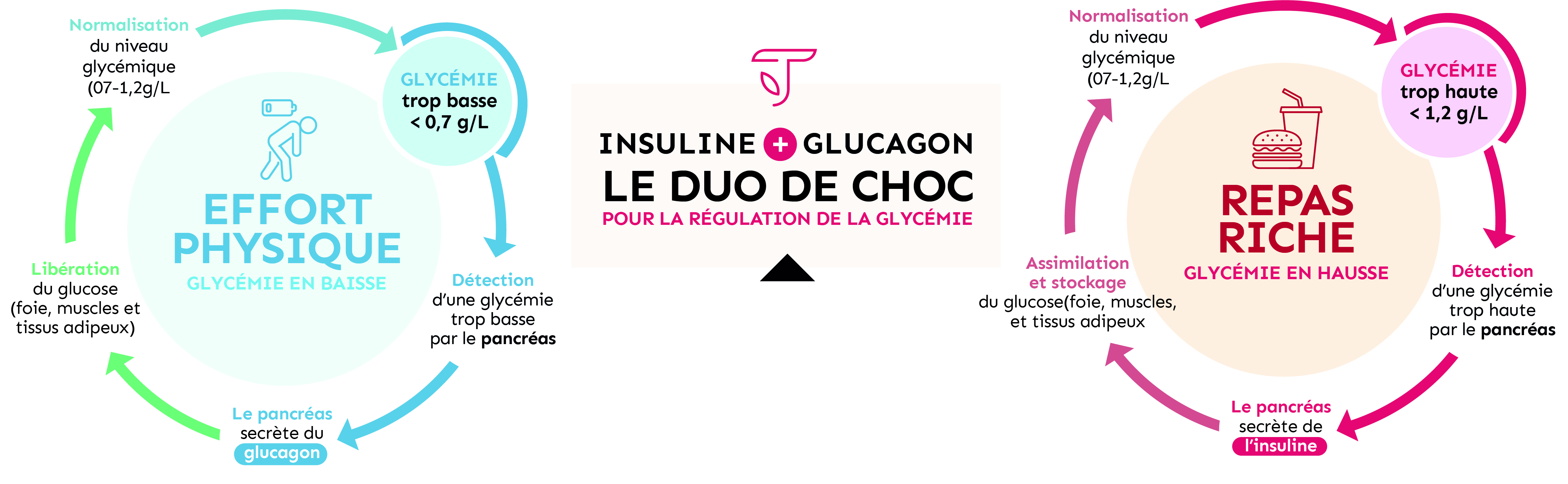 Insuline + glucagon, le duo de choc pour la régulation de la glycémie