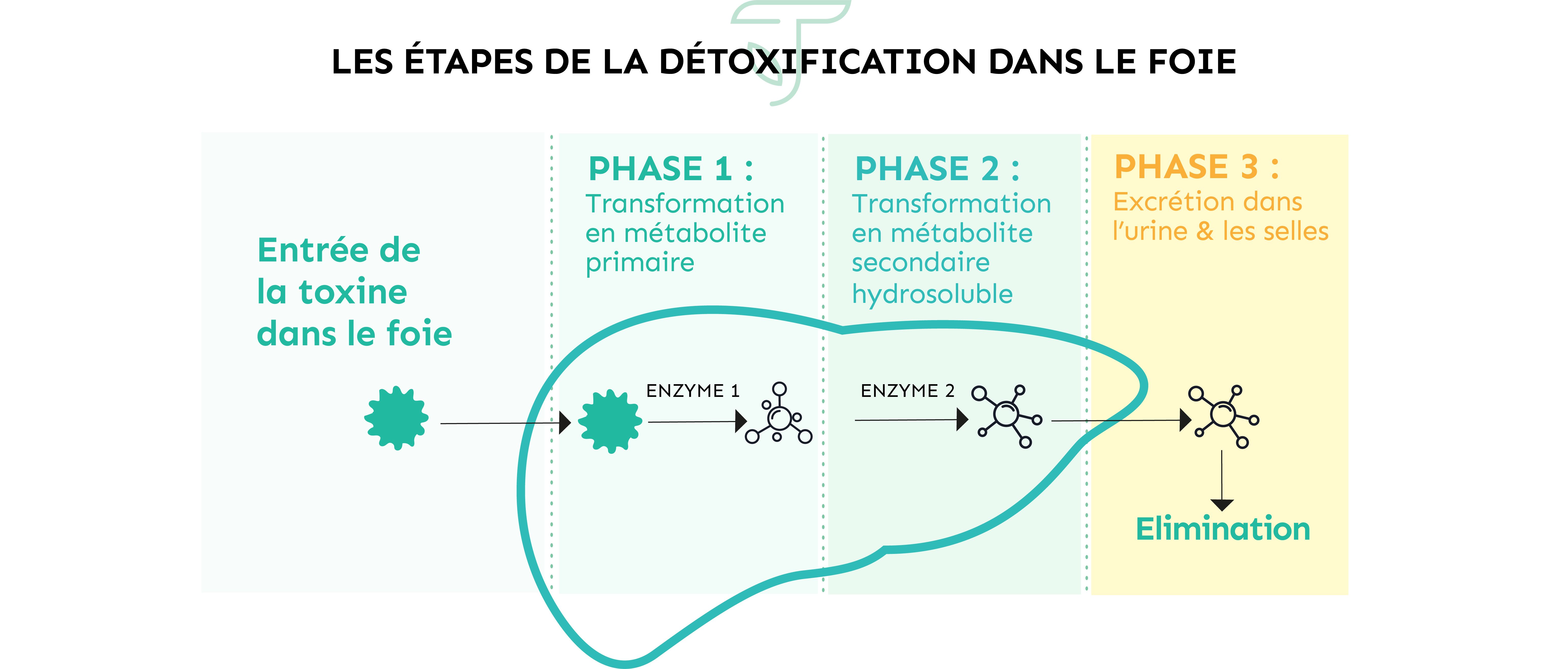 les 3 étapes de la détoxification du foie